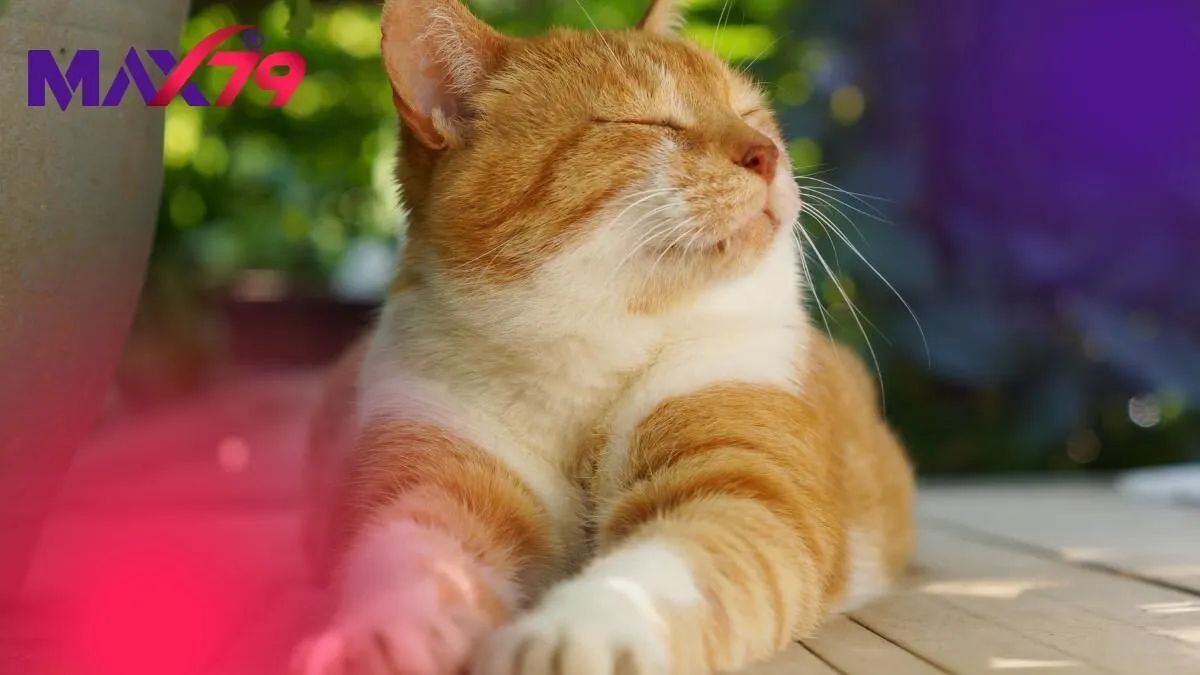Mơ thấy mèo hé lộ điềm báo lành dữ qua từng chi tiết